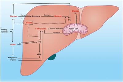Unveiling the role of ferroptosis in the progression from NAFLD to NASH: recent advances in mechanistic understanding